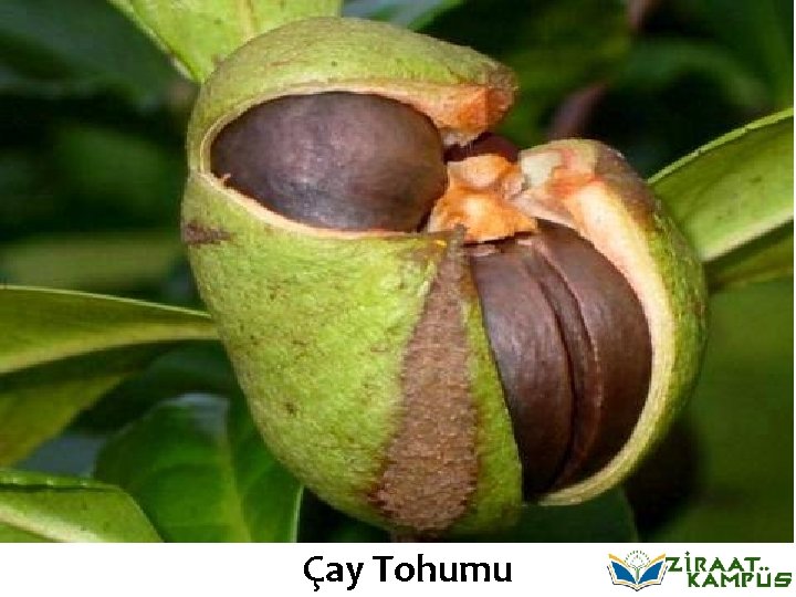 Çay Tohumu 