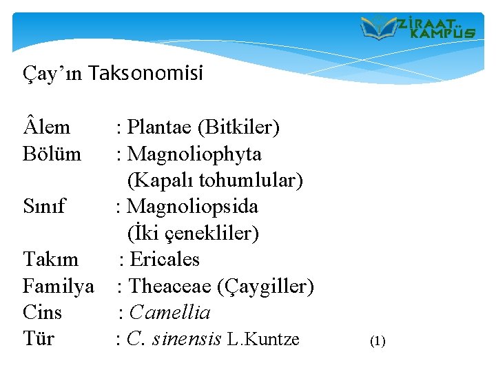 Çay’ın Taksonomisi lem Bölüm : Plantae (Bitkiler) : Magnoliophyta (Kapalı tohumlular) Sınıf : Magnoliopsida