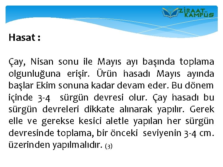 Hasat : Çay, Nisan sonu ile Mayıs ayı başında toplama olgunluğuna erişir. Ürün hasadı