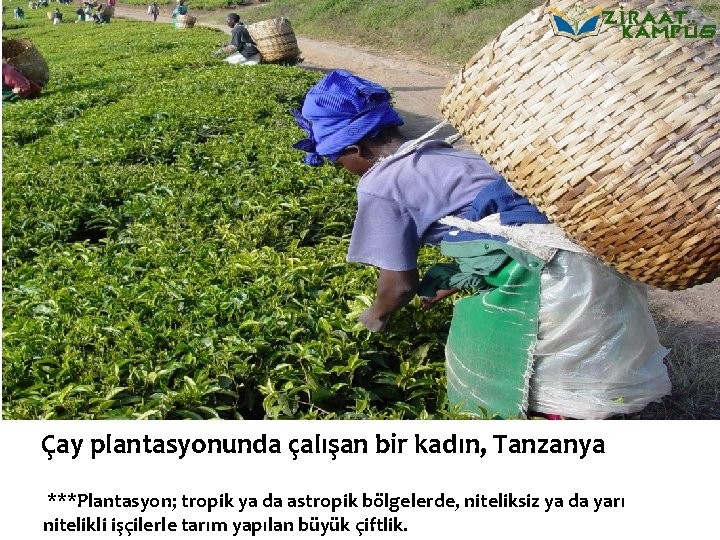 Çay plantasyonunda çalışan bir kadın, Tanzanya ***Plantasyon; tropik ya da astropik bölgelerde, niteliksiz ya