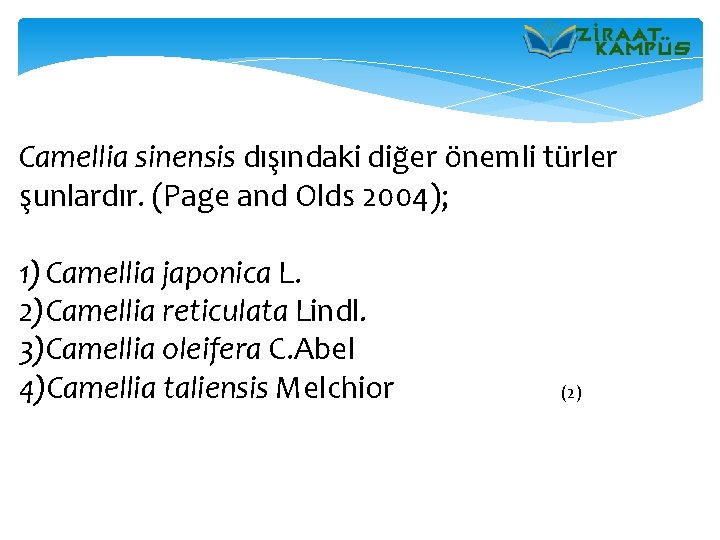 Camellia sinensis dışındaki diğer önemli türler şunlardır. (Page and Olds 2004); 1) Camellia japonica