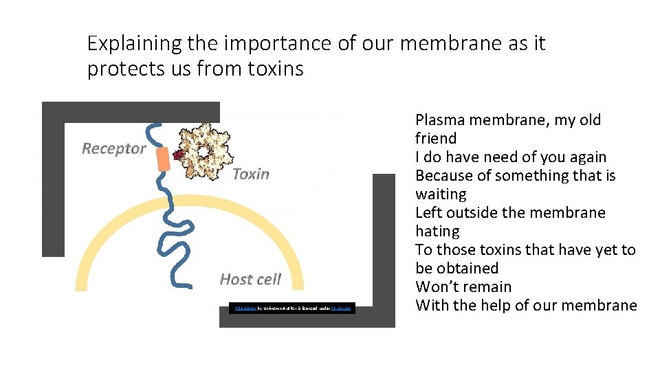 Explaining the importance of our membrane as it protects us from toxins This Photo