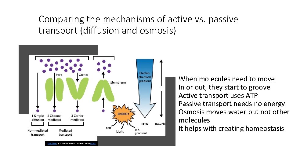 Comparing the mechanisms of active vs. passive transport (diffusion and osmosis) When molecules need