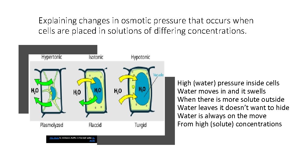 Explaining changes in osmotic pressure that occurs when cells are placed in solutions of