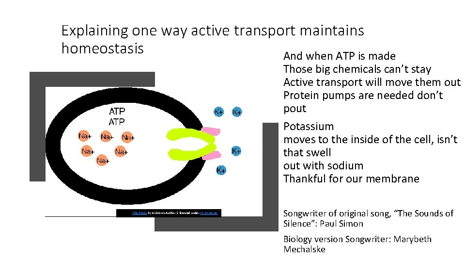 Explaining one way active transport maintains homeostasis And when ATP is made Those big