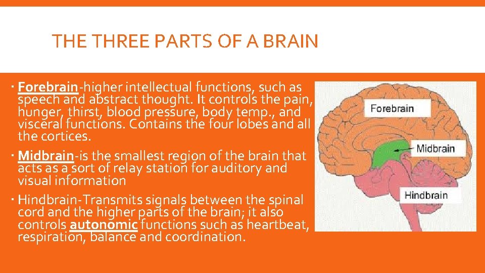 THE THREE PARTS OF A BRAIN Forebrain-higher intellectual functions, such as speech and abstract