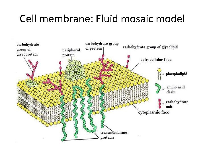 Cell membrane: Fluid mosaic model 