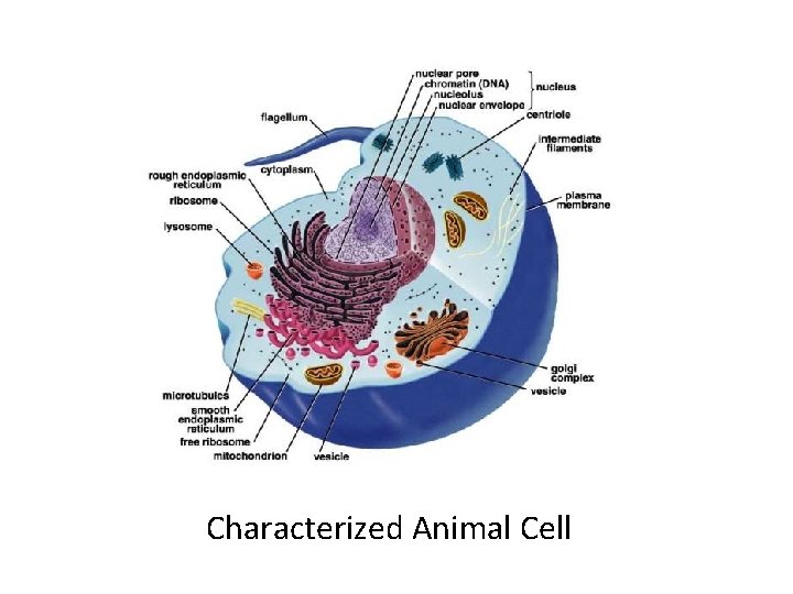 Characterized Animal Cell 