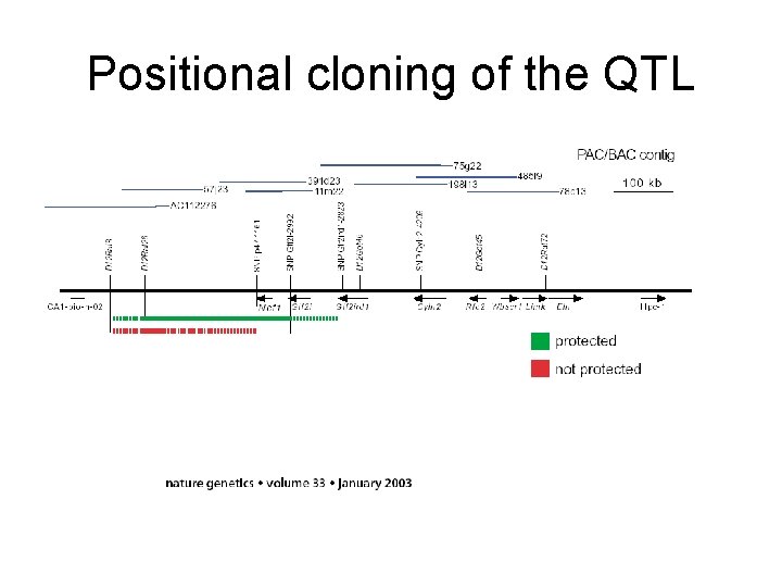 Positional cloning of the QTL 