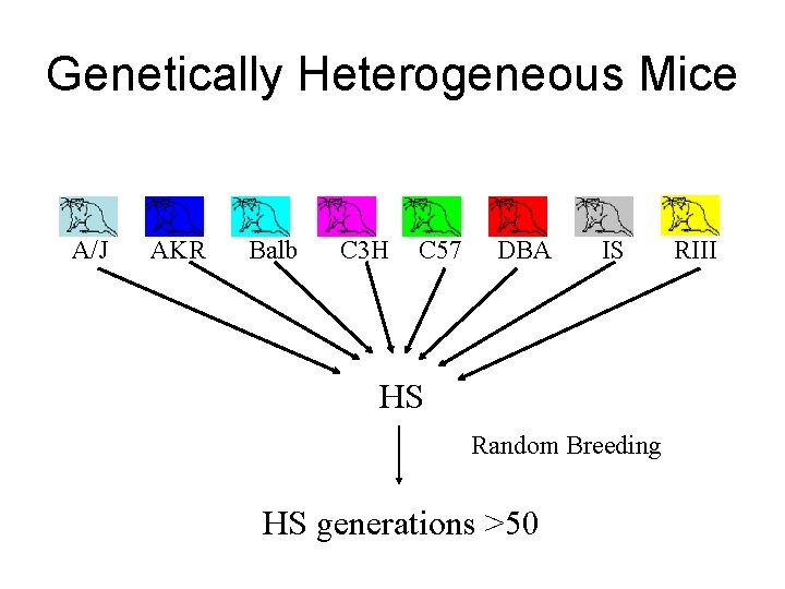 Genetically Heterogeneous Mice A/J AKR Balb C 3 H C 57 DBA IS HS