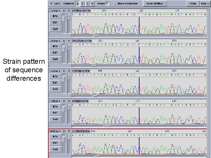 Strain pattern of sequence differences 