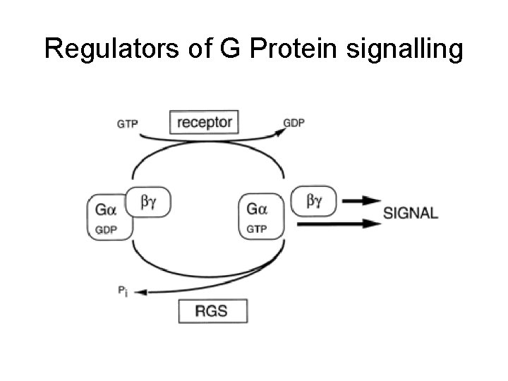 Regulators of G Protein signalling 