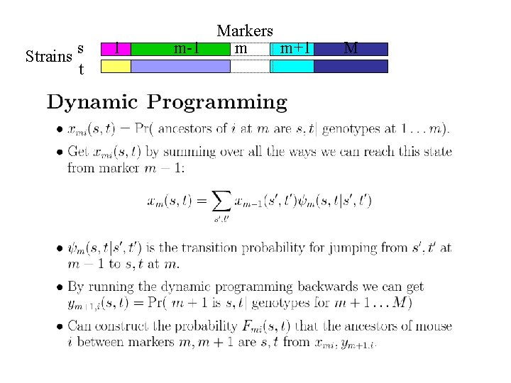Strains s t 1 Markers m-1 m m+1 M 