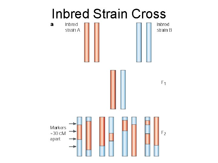 Inbred Strain Cross 