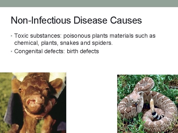 Non-Infectious Disease Causes • Toxic substances: poisonous plants materials such as chemical, plants, snakes