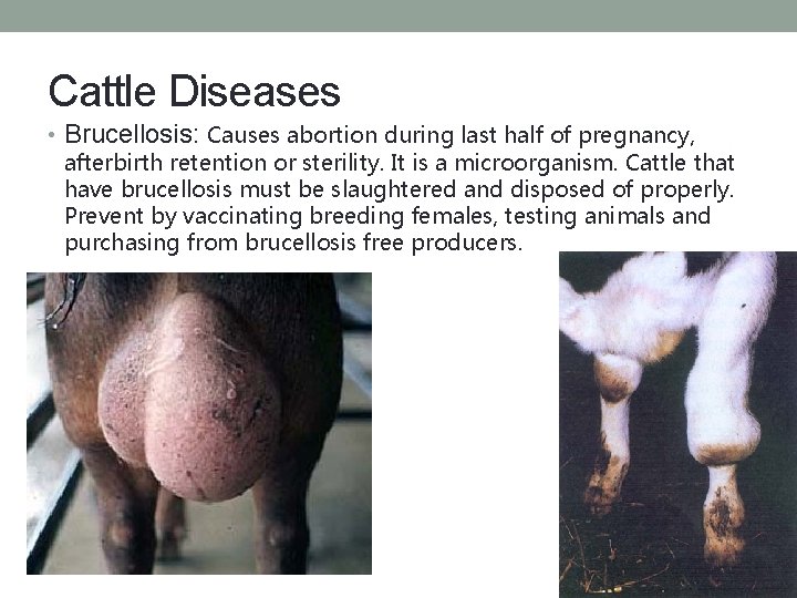 Cattle Diseases • Brucellosis: Causes abortion during last half of pregnancy, afterbirth retention or