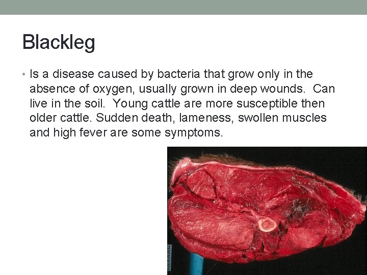 Blackleg • Is a disease caused by bacteria that grow only in the absence