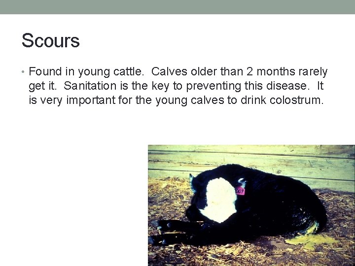 Scours • Found in young cattle. Calves older than 2 months rarely get it.