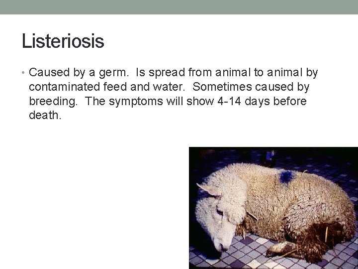 Listeriosis • Caused by a germ. Is spread from animal to animal by contaminated