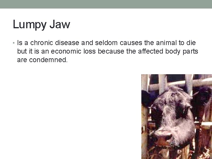 Lumpy Jaw • Is a chronic disease and seldom causes the animal to die