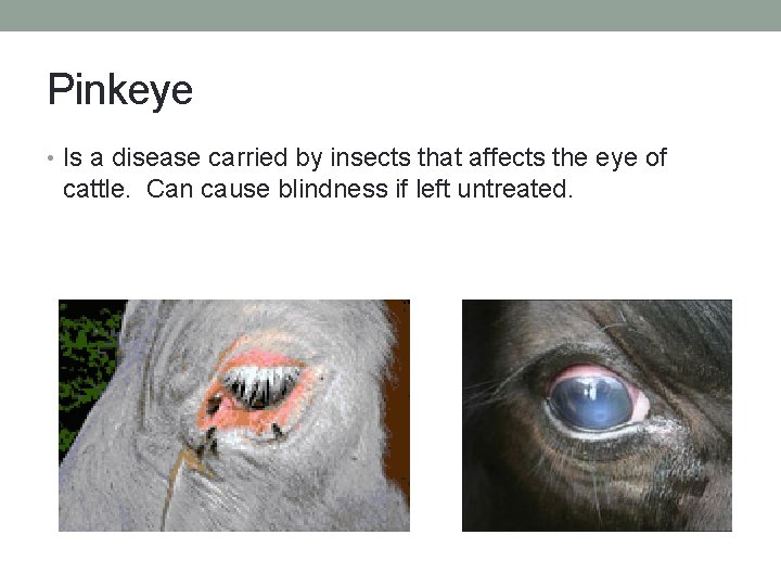 Pinkeye • Is a disease carried by insects that affects the eye of cattle.