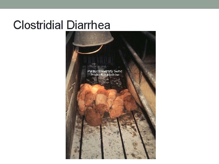 Clostridial Diarrhea 