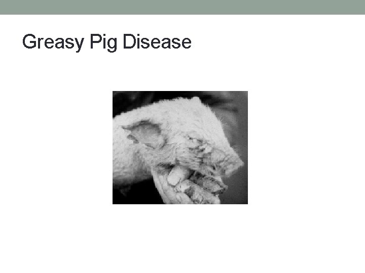 Greasy Pig Disease 