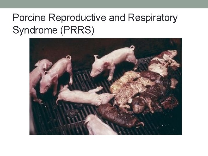 Porcine Reproductive and Respiratory Syndrome (PRRS) 