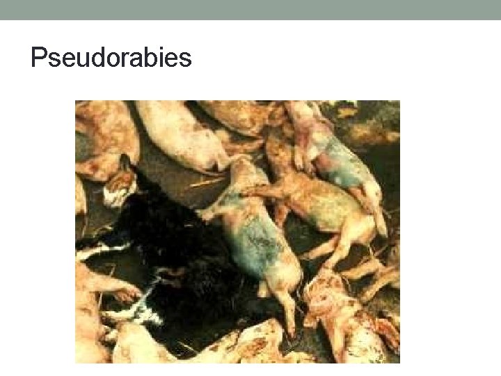 Pseudorabies 