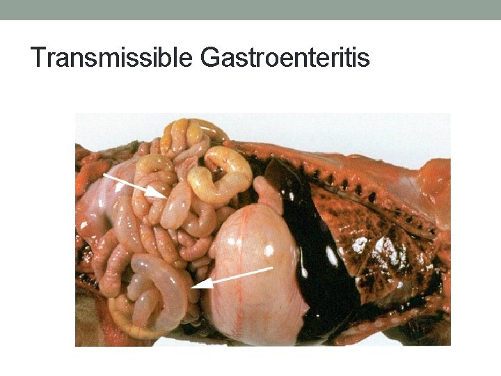 Transmissible Gastroenteritis 