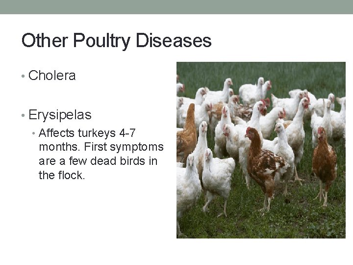 Other Poultry Diseases • Cholera • Erysipelas • Affects turkeys 4 -7 months. First