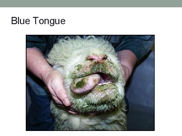 Blue Tongue 