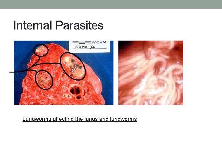 Internal Parasites Lungworms affecting the lungs and lungworms 