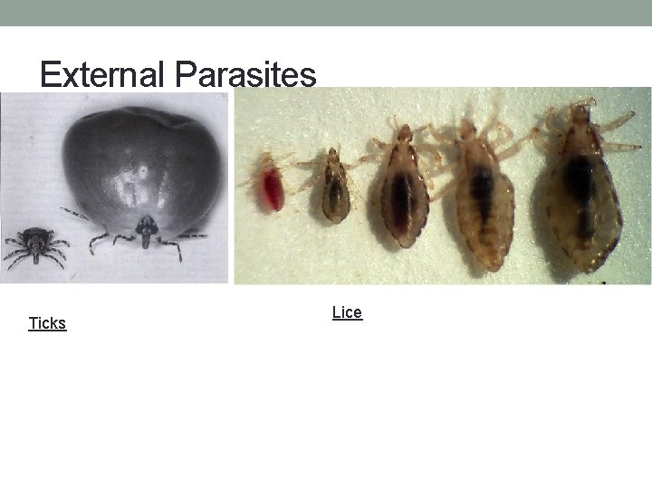 External Parasites Ticks Lice 