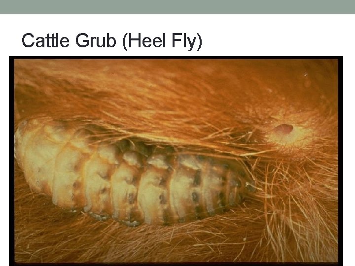 Cattle Grub (Heel Fly) 