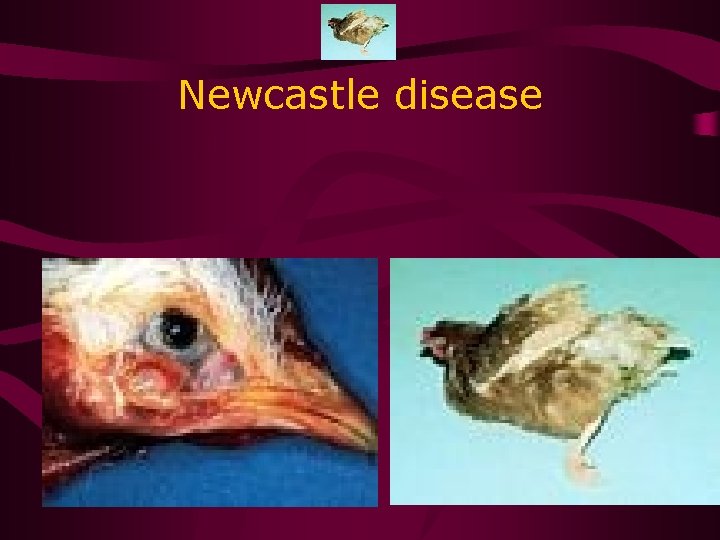 Newcastle disease 