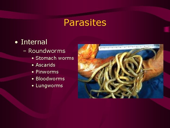 Parasites • Internal – Roundworms • • • Stomach worms Ascarids Pinworms Bloodworms Lungworms