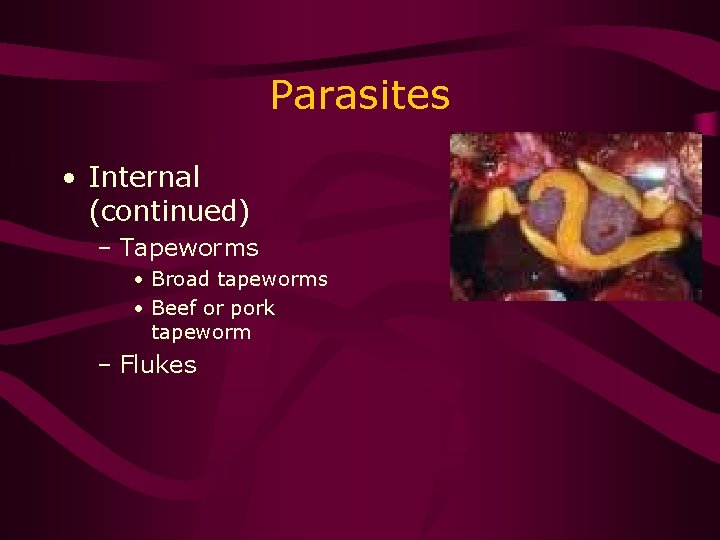 Parasites • Internal (continued) – Tapeworms • Broad tapeworms • Beef or pork tapeworm