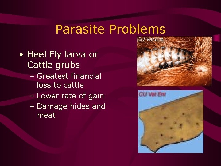 Parasite Problems • Heel Fly larva or Cattle grubs – Greatest financial loss to