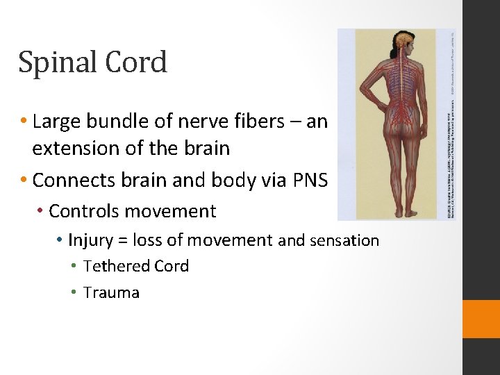 Spinal Cord • Large bundle of nerve fibers – an extension of the brain