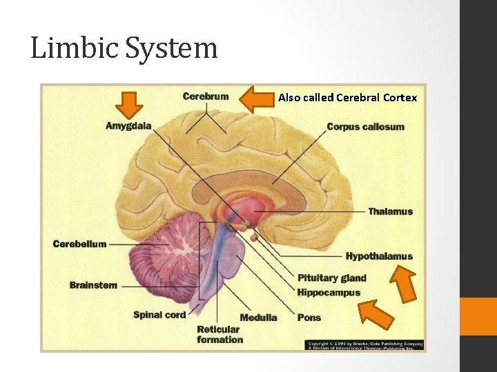 Limbic System Also called Cerebral Cortex 