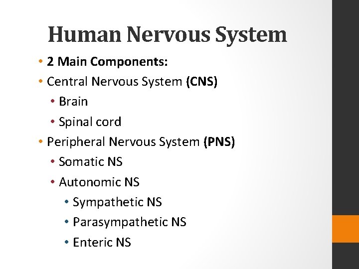 Human Nervous System • 2 Main Components: • Central Nervous System (CNS) • Brain