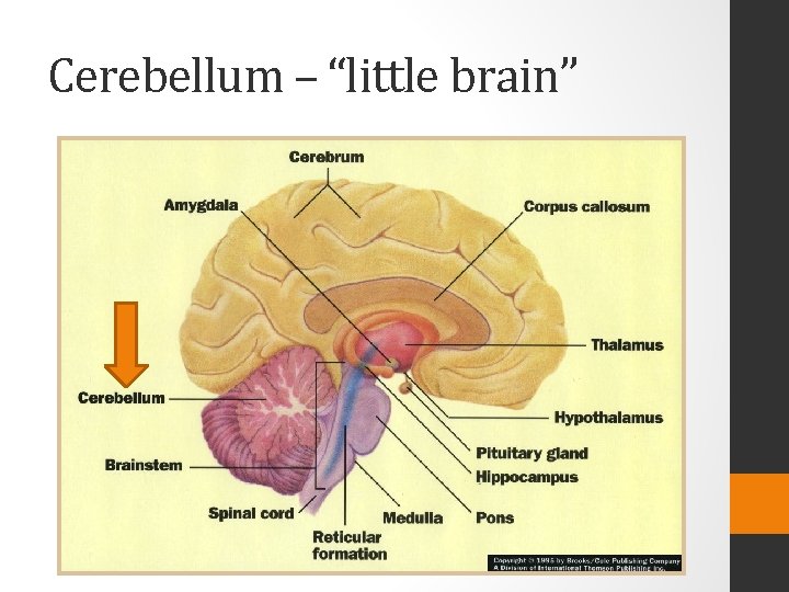 Cerebellum – “little brain” 