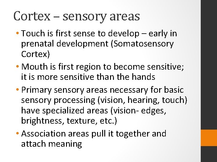 Cortex – sensory areas • Touch is first sense to develop – early in