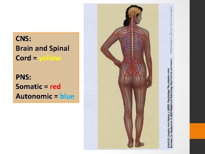 CNS: Brain and Spinal Cord = yellow PNS: Somatic = red Autonomic = blue