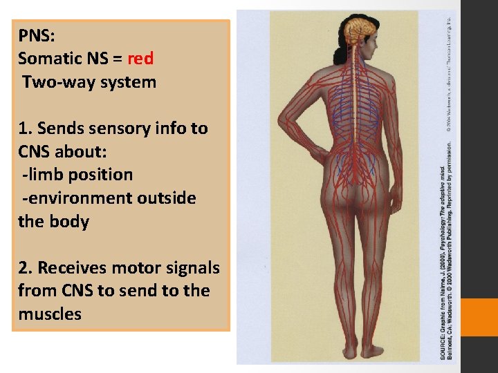 PNS: Somatic NS = red Two-way system 1. Sends sensory info to CNS about: