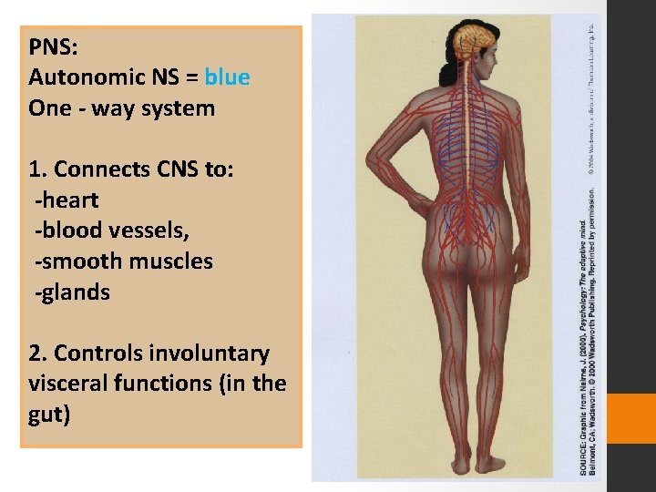 PNS: Autonomic NS = blue One - way system 1. Connects CNS to: -heart