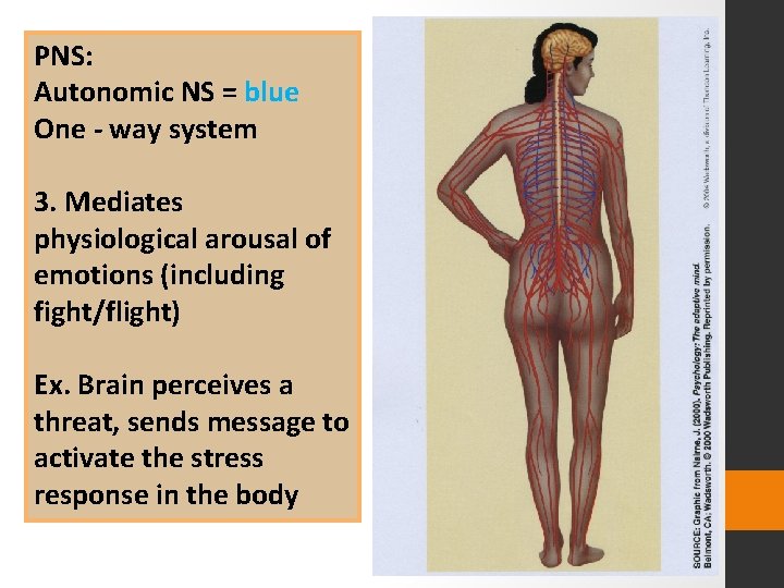 PNS: Autonomic NS = blue One - way system 3. Mediates physiological arousal of
