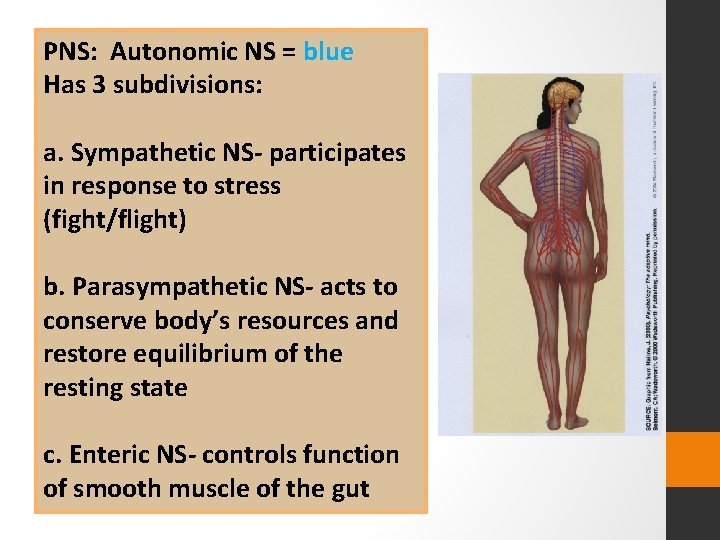 PNS: Autonomic NS = blue Has 3 subdivisions: a. Sympathetic NS- participates in response