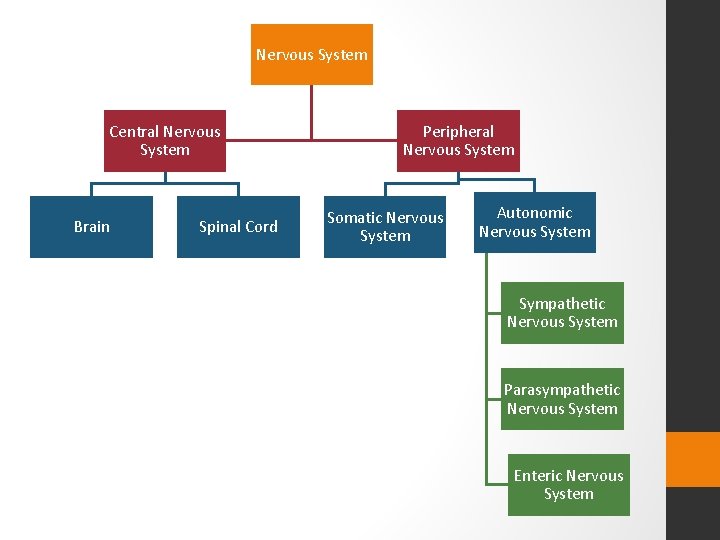 Nervous System Central Nervous System Brain Spinal Cord Peripheral Nervous System Somatic Nervous System